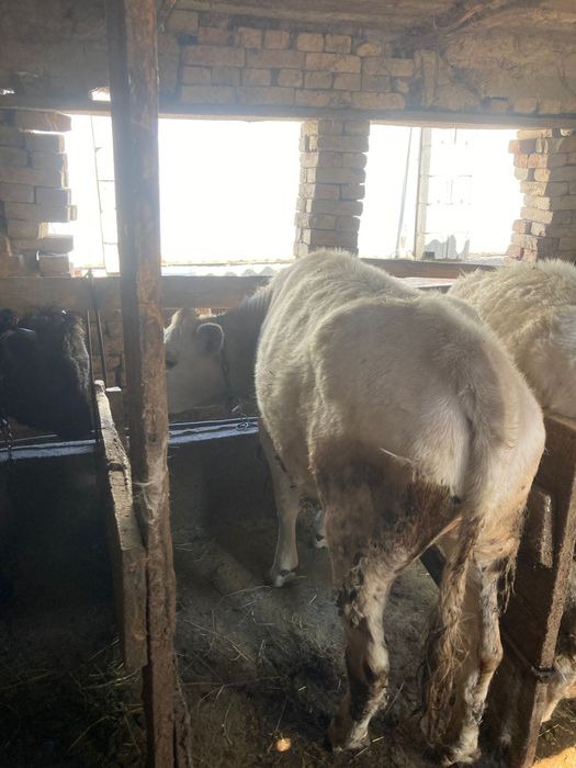 Продам тёлки годовалые