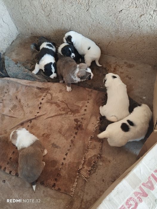 Тоза зот алабай болалари сотилади.