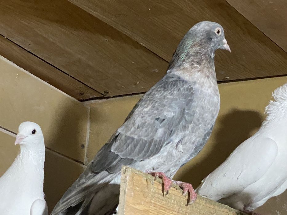 Голуби бакинские