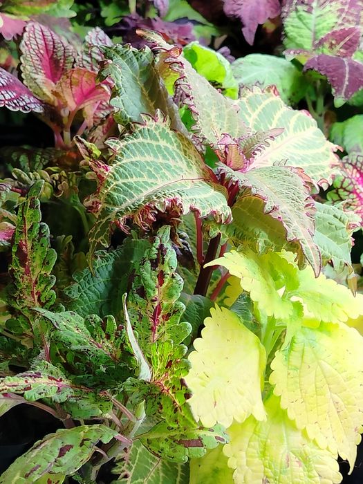 Продам срезы колеусов, традесканции.