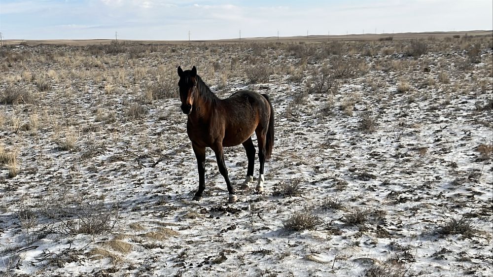 Айгыр Жеребец Айғыр