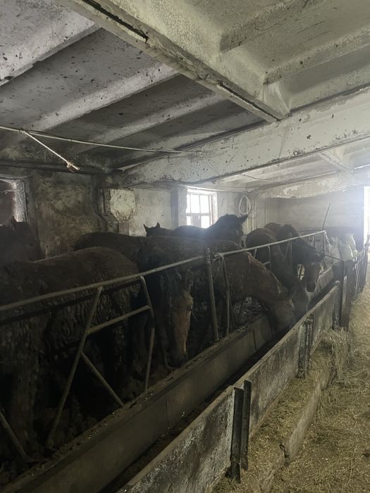 Продам лошадей тай и бие