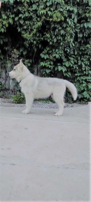 Продаются щенки Сибирский Хаски