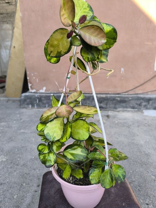 Чиройли ва нойоб гуллар