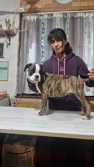 Продават се Немски Боксер