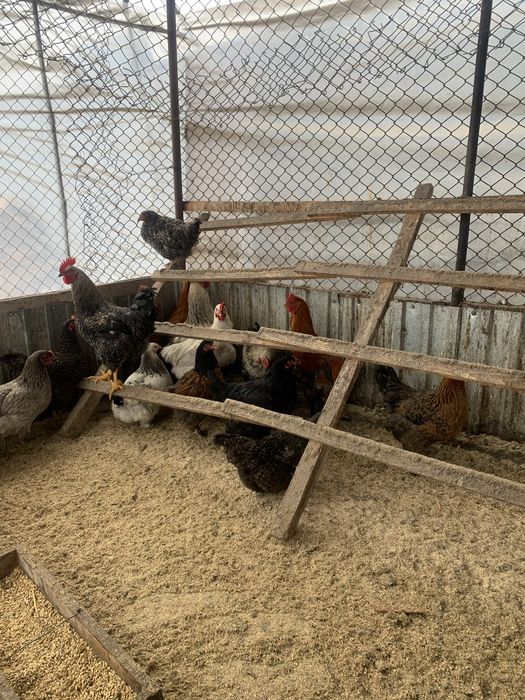 Продается куры петушки