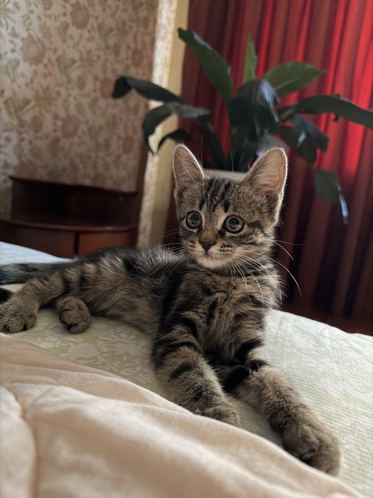 Котенок в добрые руки