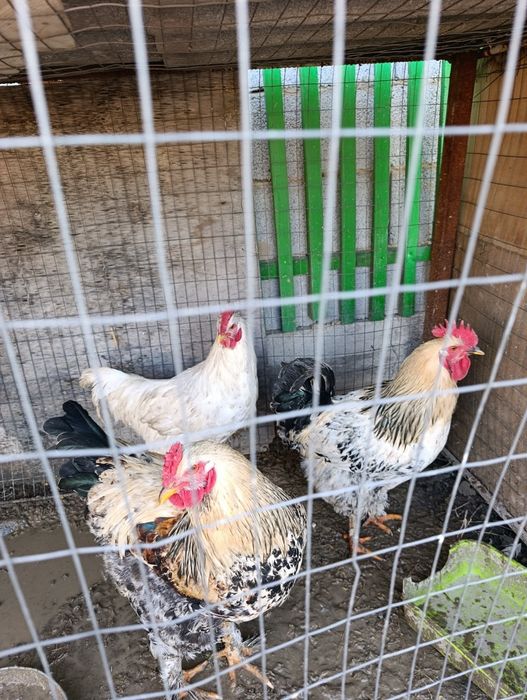 Продам годовалых петушек