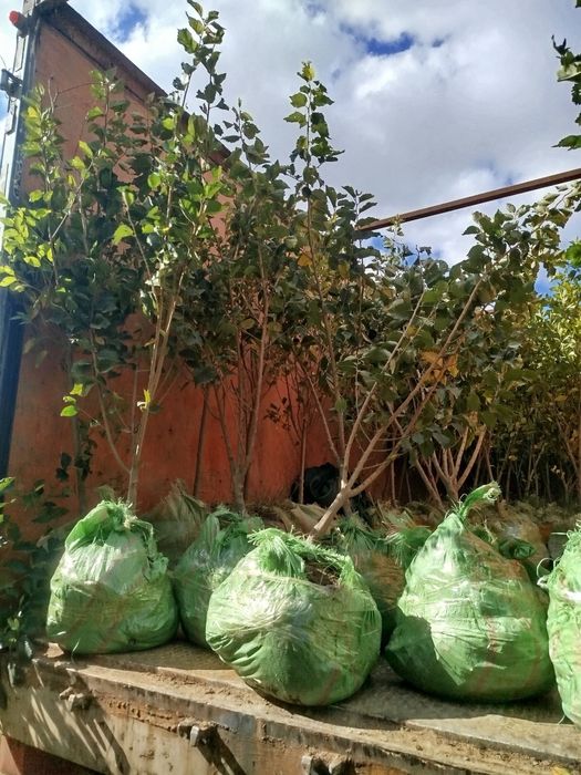 Саксовул  ( saksovul ) декларативный дарахтлар