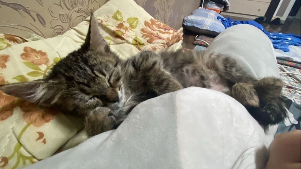 Котенок в добрые руки