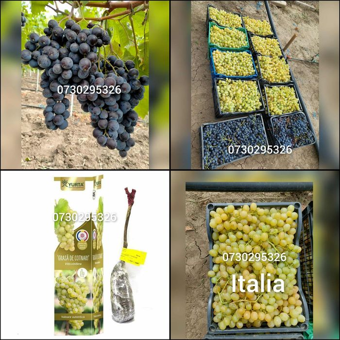 Butași viță de vie Altoita și Hibrida anul 2 și 3 diverse soiuri
