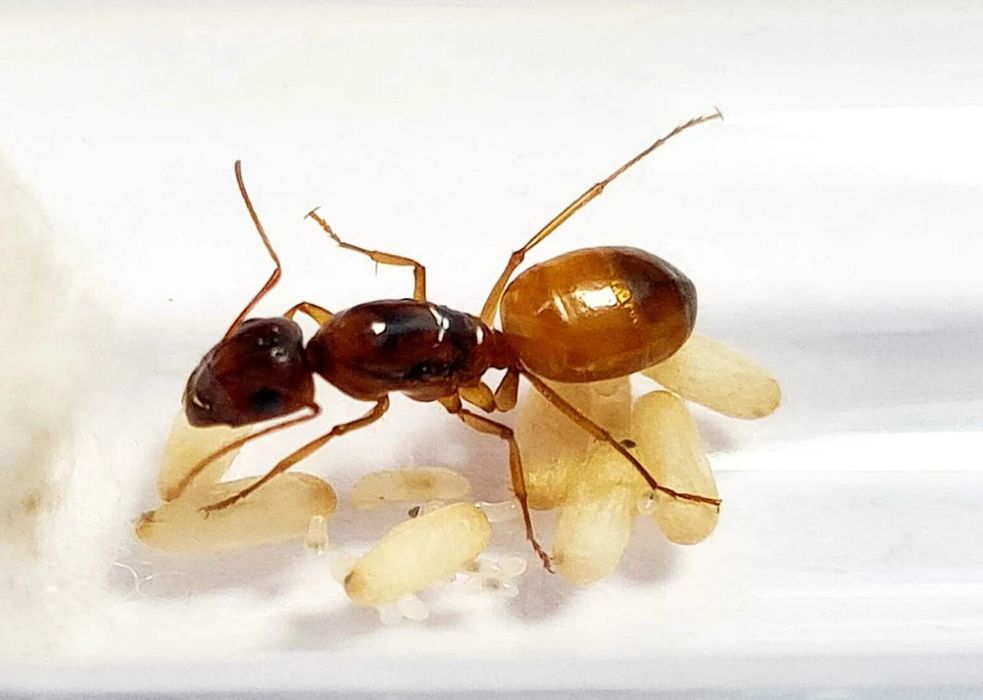 Муравьи Camponotus Fedchenkoi Red Gold