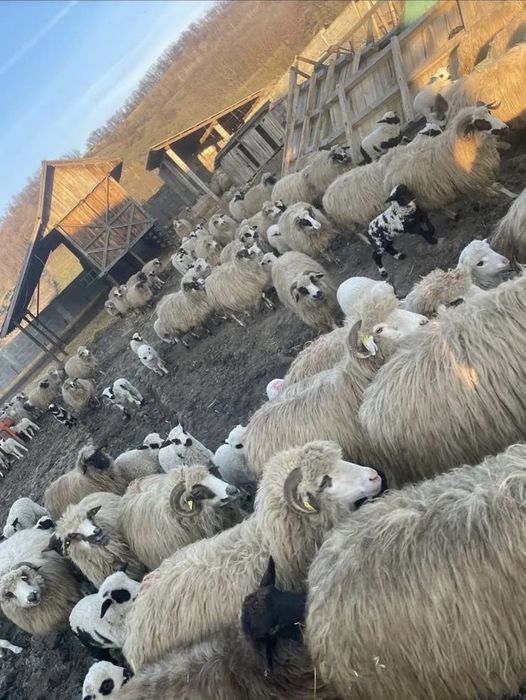 Vand 100 oi impreuna cu miei