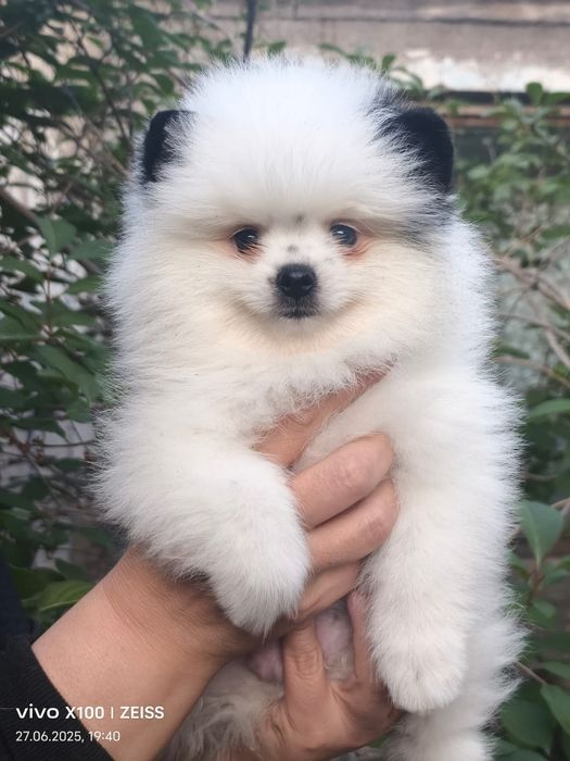 Очароваткльный мальчик шпица.