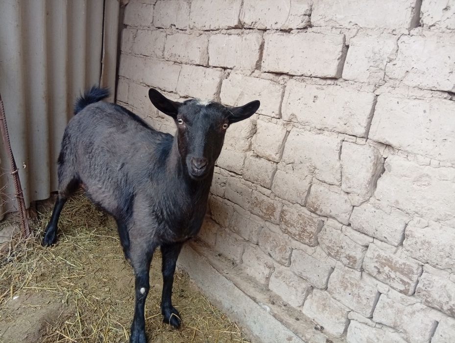 Алпиниски шыбыш сатылады