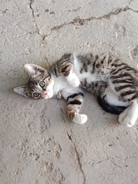 Мысык, Котёнок мальчик 3 месяца
