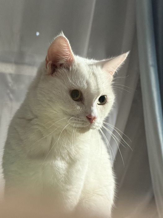 Глухой кот белый