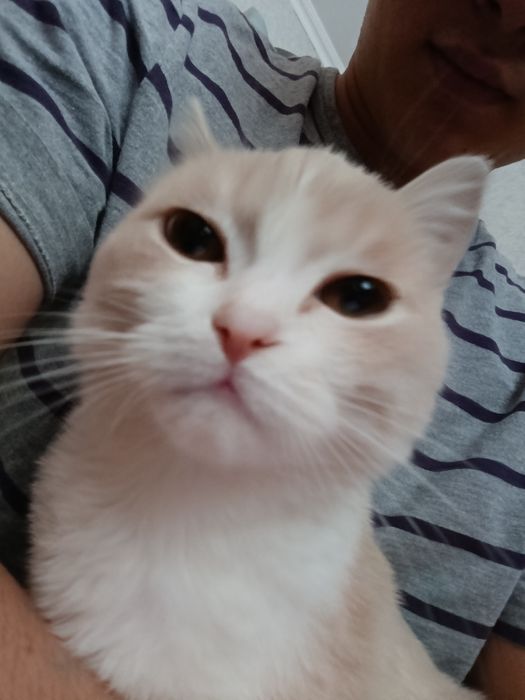 Продам Кошку турецкий ангора