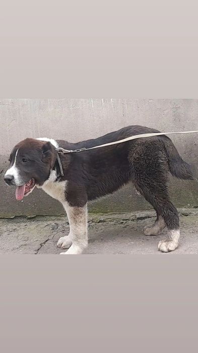 Кобели САО Алабай