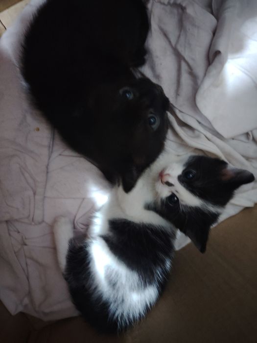 Кошки животные домашнии