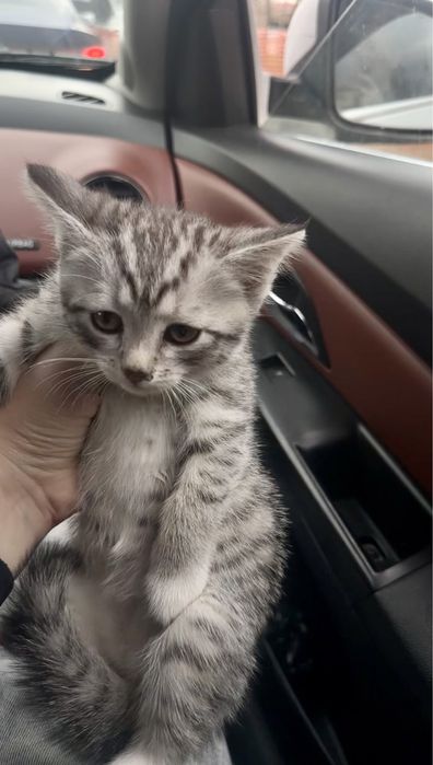 Кошки мысық 2айлық