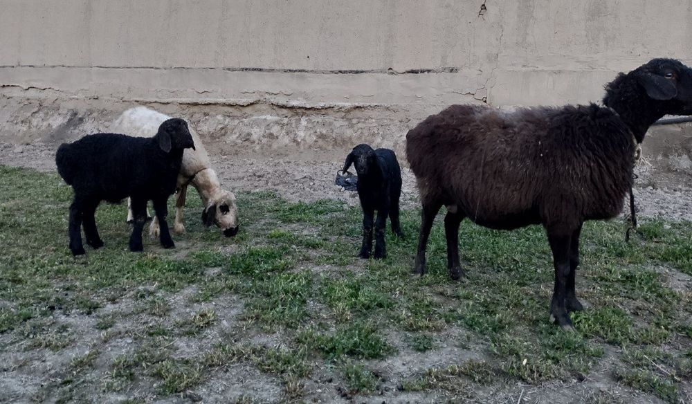 Ona bola qoʻy va qoʻzi sotiladi