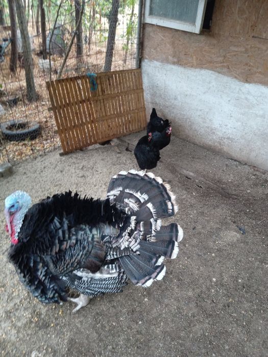 Găini tineret moravia