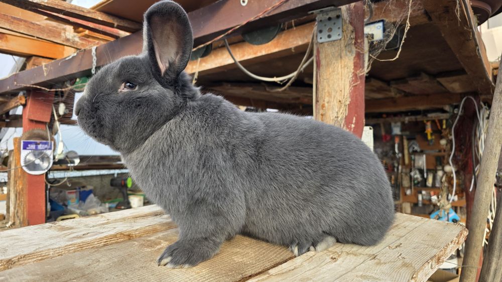 Vând Mascul si Femele,  Pui Iepuri Albastru Vienez
