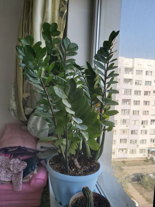 Продаётся долларовое дерево