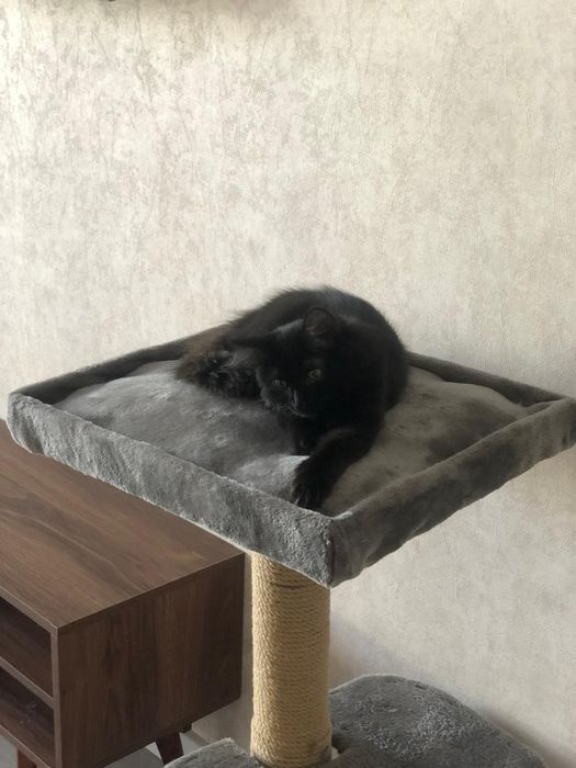 Отдам в хорошие руки