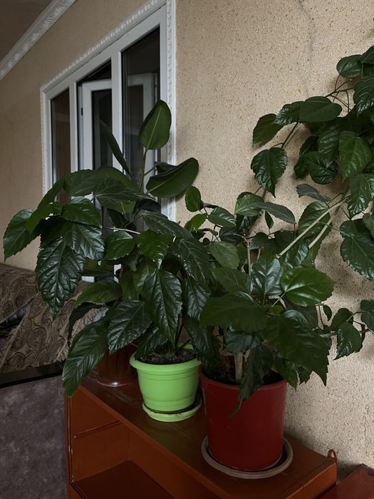 ботанический сад