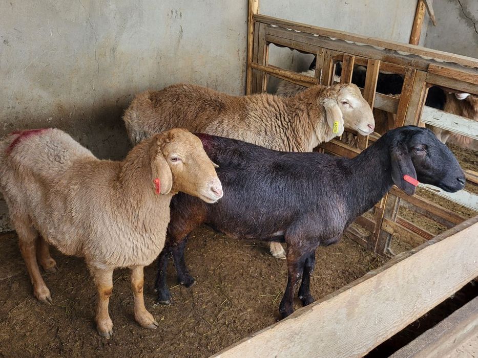 Куйлар сотилади 3 та. Арашан, едилбай , каштан