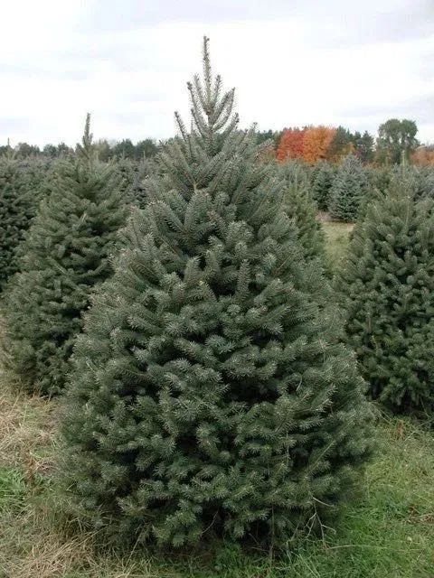 Ёлки, пирамидальные тополя