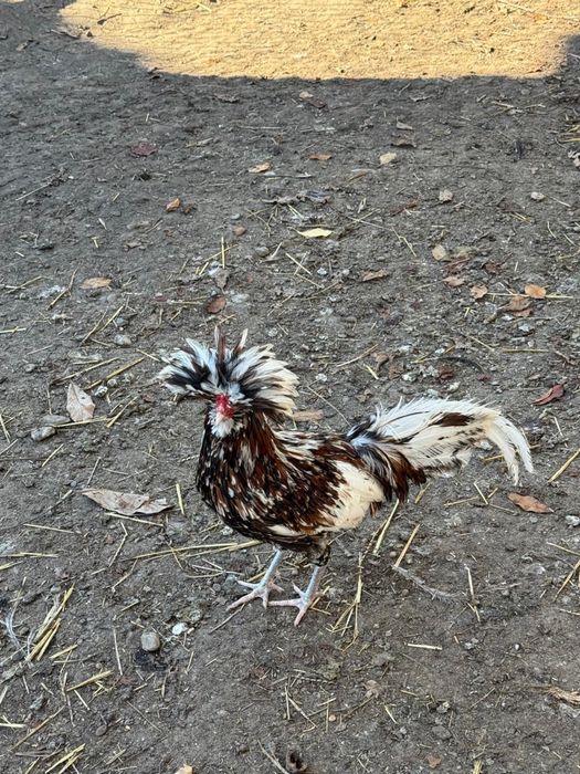 Vand cocosi - 2 paduana si 1 metis Ayam Cemany cu rasa mare alba