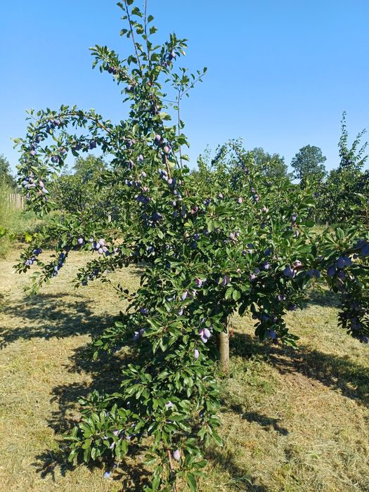 Prune de vanzare