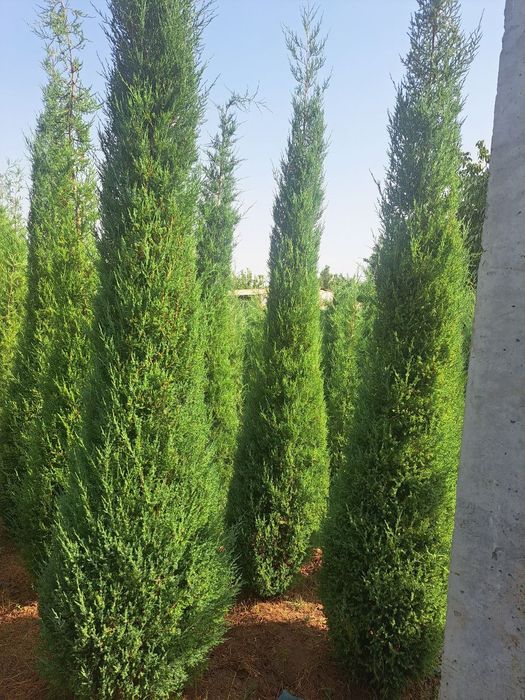 Archa stirichk qilish