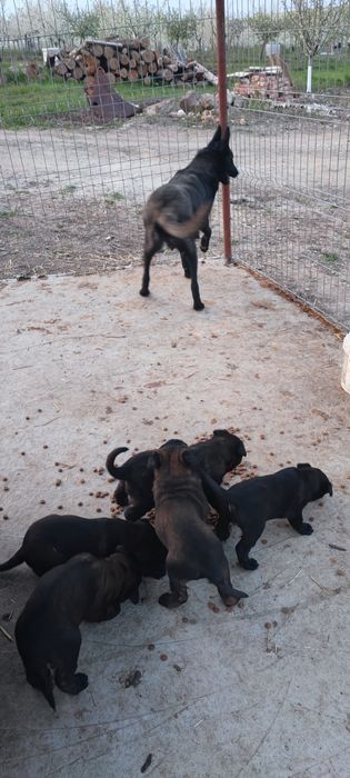 Căței Belgian Malinois