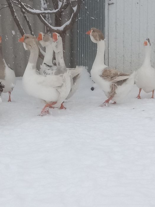 Продам гусей холмогоров