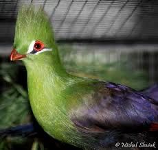 Turaco pasari exotice