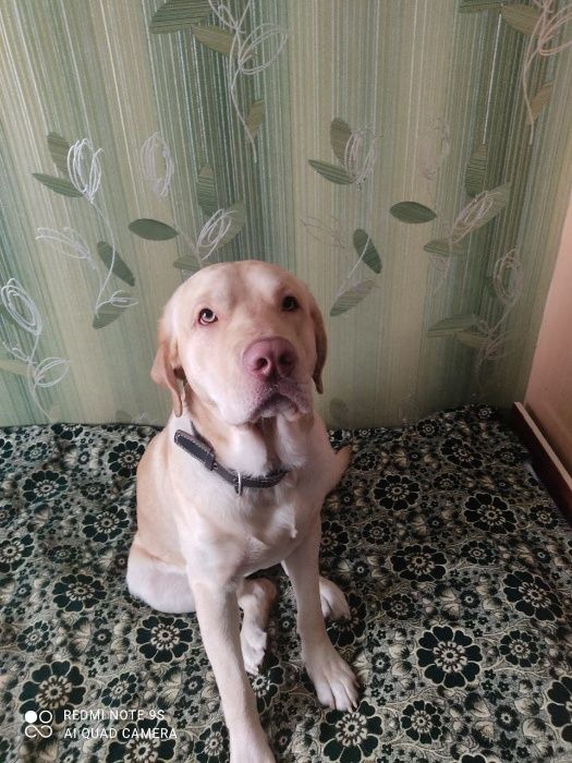 Вязка лабрадора .  У нас кобель