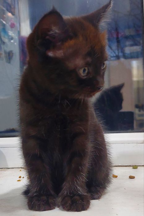 Продам бенгальских котят