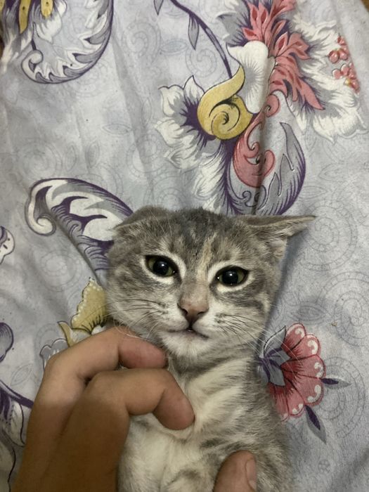 Кошка одтам даром