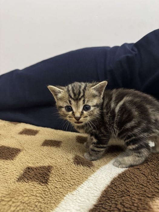 Бронь котят скоттиш страйт