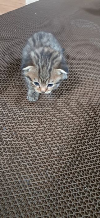 шотландские вислоухие