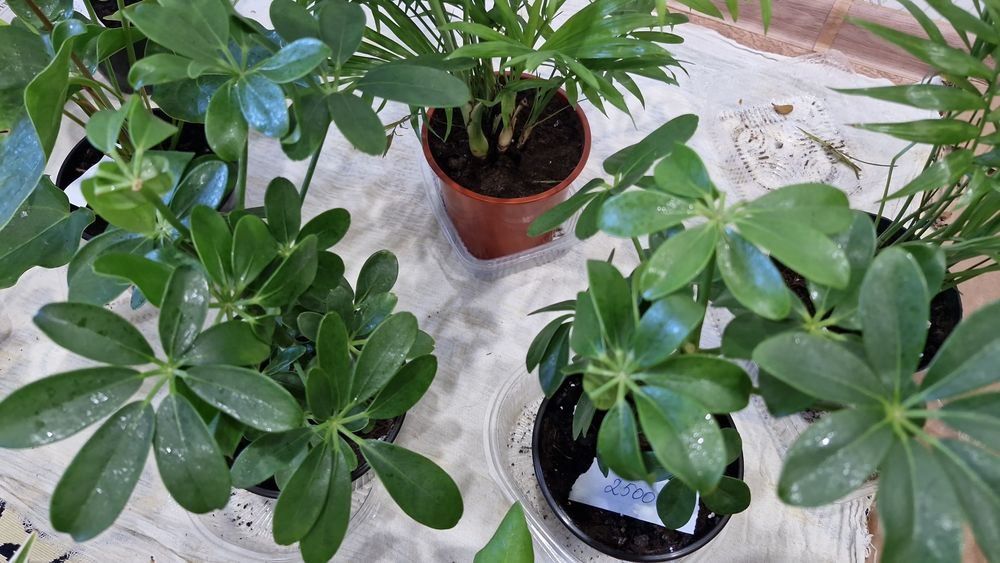 Ұц гұлдері апзан