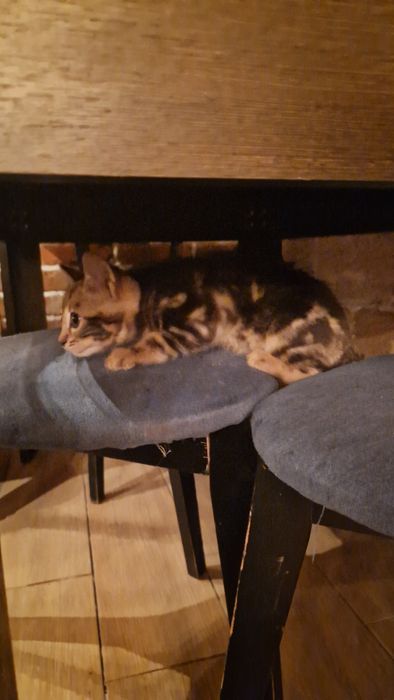 Бенгальские котята