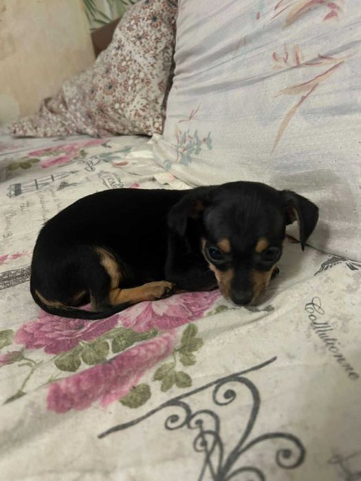 Малки кученца-пинчери