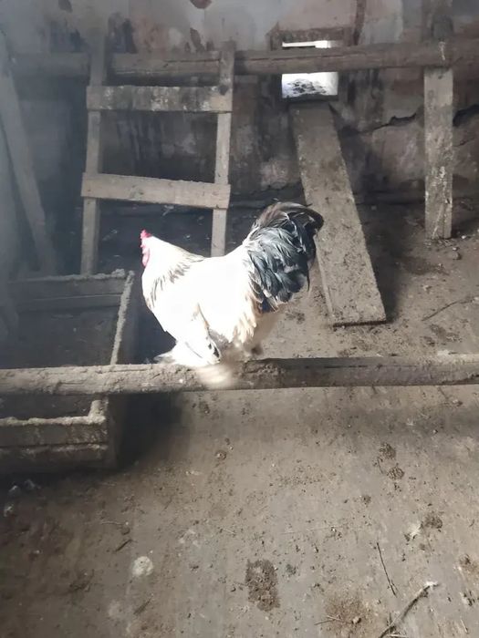 Поменяю или продам петуха