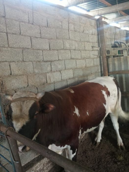 Бордакы огиз багылган