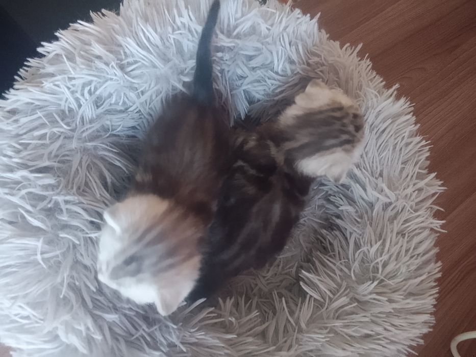 Продам катят шатланские